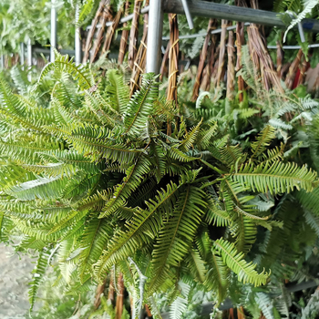 Suho lišće paprati Maidenhair, dekorativne flore; materijal: suho cvijeće; proces: 21899524470; sorta: 35229777565; pakiranje: tkana vrećica; marka: Fanatic