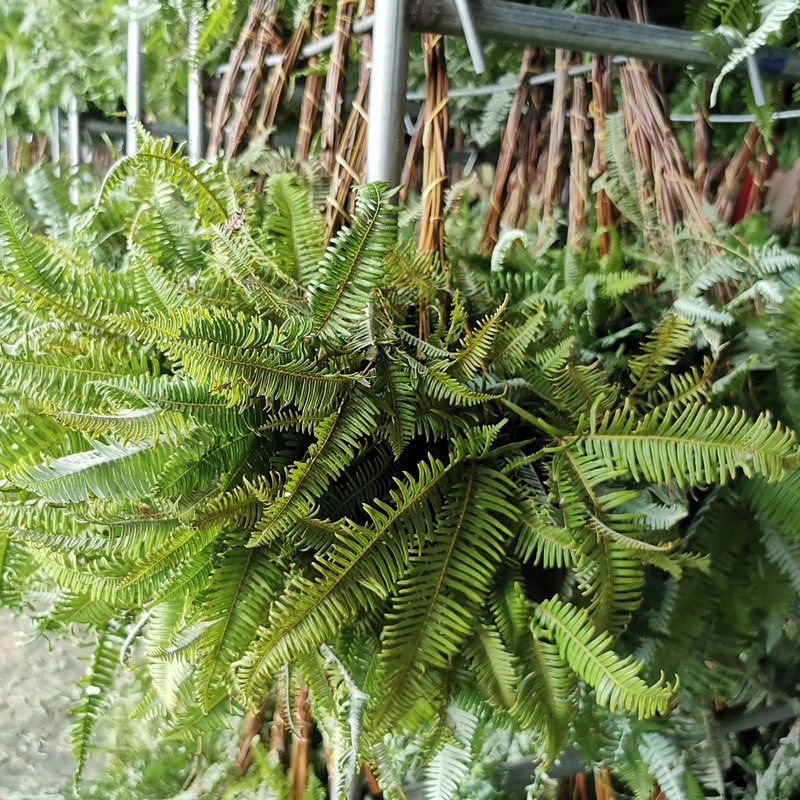 Suho lišće paprati Maidenhair, dekorativne flore; materijal: suho cvijeće; proces: 21899524470; sorta: 35229777565; pakiranje: tkana vrećica; marka: Fanatic