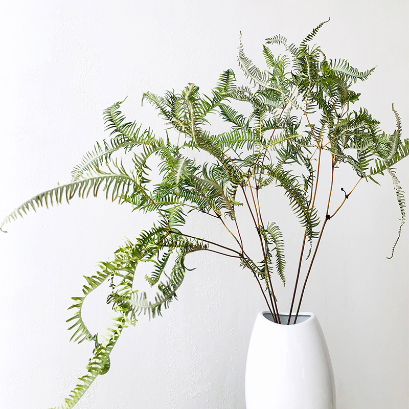 Suho lišće paprati Maidenhair, dekorativne flore; materijal: suho cvijeće; proces: 21899524470; sorta: 35229777565; pakiranje: tkana vrećica; marka: Fanatic