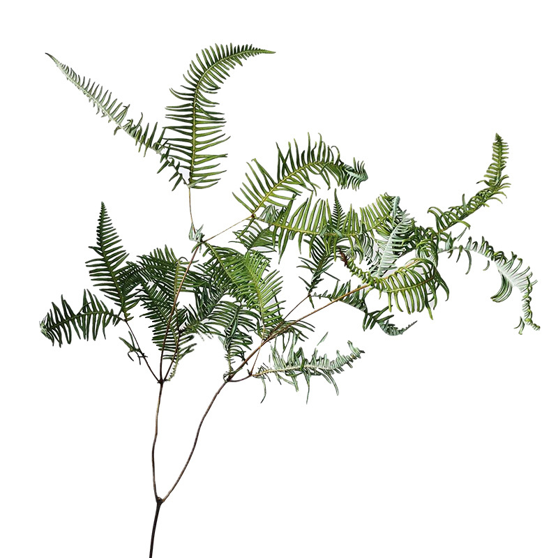 Suho lišće paprati Maidenhair, dekorativne flore; materijal: suho cvijeće; proces: 21899524470; sorta: 35229777565; pakiranje: tkana vrećica; marka: Fanatic