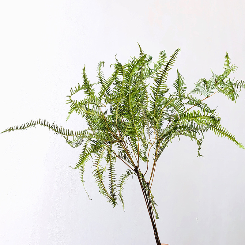 Suho lišće paprati Maidenhair, dekorativne flore; materijal: suho cvijeće; proces: 21899524470; sorta: 35229777565; pakiranje: tkana vrećica; marka: Fanatic