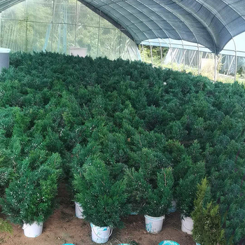 DIY комплект за ароматизирани свещи с бор и кипарис и сушени цветя – марка Flowers Still, готов за подарък