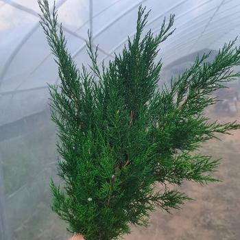 DIY комплект за ароматизирани свещи с бор и кипарис и сушени цветя – марка Flowers Still, готов за подарък