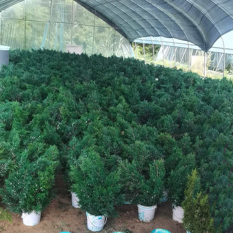 DIY комплект за ароматизирани свещи с бор и кипарис и сушени цветя – марка Flowers Still, готов за подарък