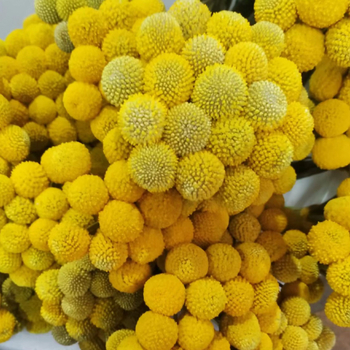 Buchet cu flori uscate în formă de sferă – Lily'an; Material: flori uscate; Varietate: Gold Ball; Potrivit ca dar pentru nunți, zile de naștere, inaugurări, absolvire, petreceri