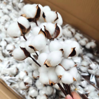 Ramuri uscate de kapok pentru decorul peretelui – nepigmentate, brand unic, altă varietate