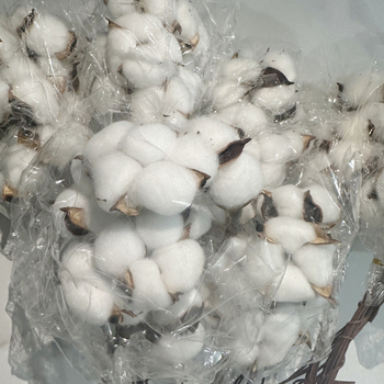 Ramuri uscate de kapok pentru decorul peretelui – nepigmentate, brand unic, altă varietate