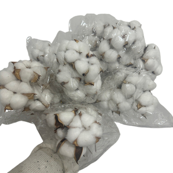 Ramuri uscate de kapok pentru decorul peretelui – nepigmentate, brand unic, altă varietate