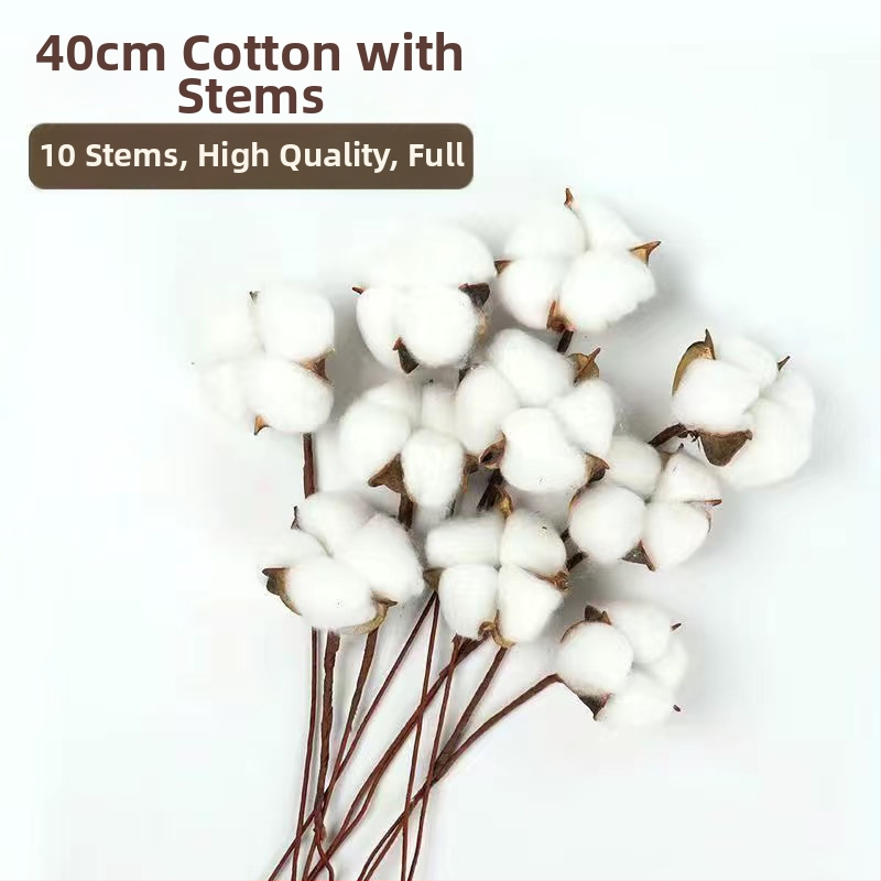 Kapoka sausie zari sienas dekorācijai – neskrāsoti, unikāls zīmols, cits veids