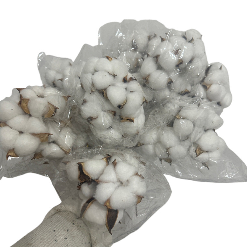 Ramuri uscate de kapok pentru decorul peretelui – nepigmentate, brand unic, altă varietate