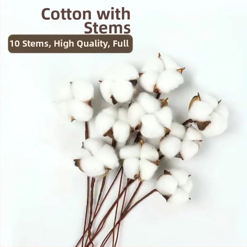 Ramuri uscate de kapok pentru decorul peretelui – nepigmentate, brand unic, altă varietate