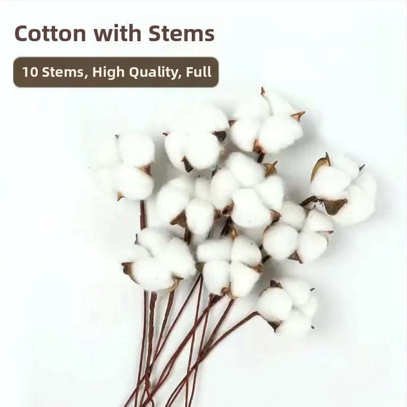 Ramuri uscate de kapok pentru decorul peretelui – nepigmentate, brand unic, altă varietate