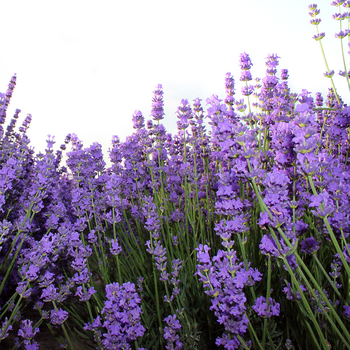 Szárított levendulavirágok - természetes virágillat, nem festett, tömeges csomagolás, 3% szennyeződés, fő összetevők: szárított levendulabimbók