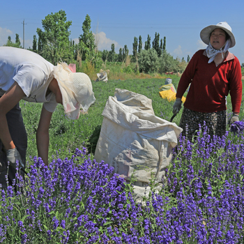 Szárított levendulavirágok - természetes virágillat, nem festett, tömeges csomagolás, 3% szennyeződés, fő összetevők: szárított levendulabimbók