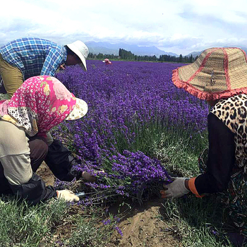 Szárított levendulavirágok - természetes virágillat, nem festett, tömeges csomagolás, 3% szennyeződés, fő összetevők: szárított levendulabimbók
