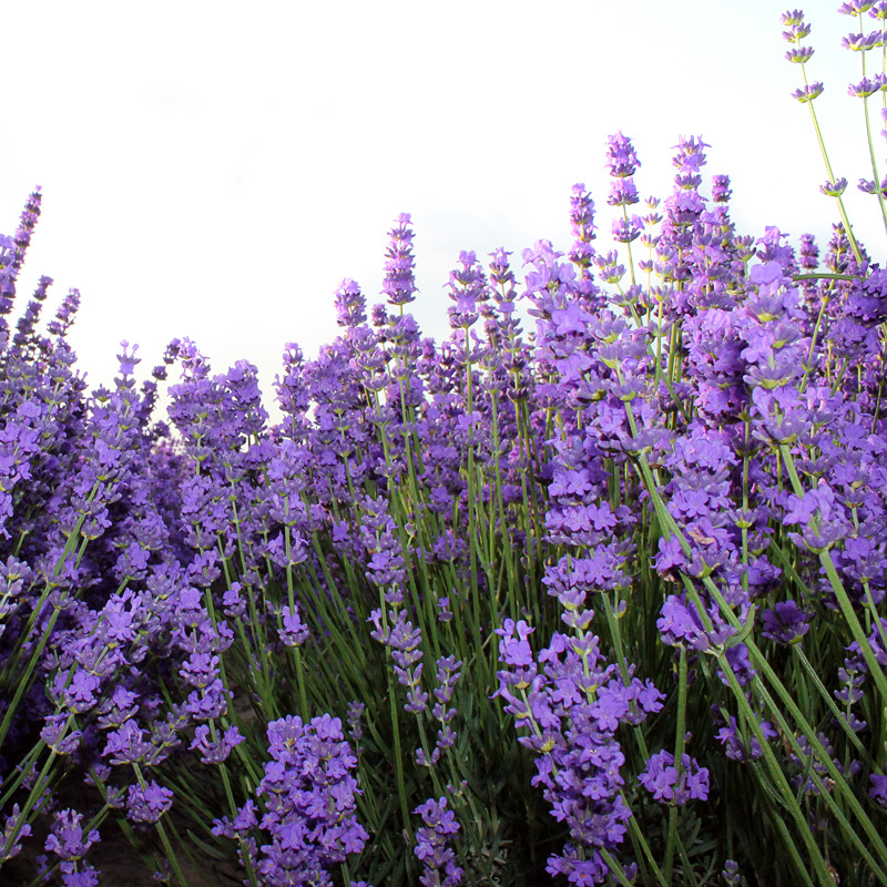Szárított levendulavirágok - természetes virágillat, nem festett, tömeges csomagolás, 3% szennyeződés, fő összetevők: szárított levendulabimbók