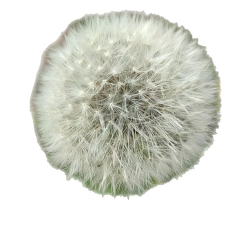 Kit DIY cu flori păstrate: păpădie în cutie cu capac de sticlă, materiale din flori naturale, rășină