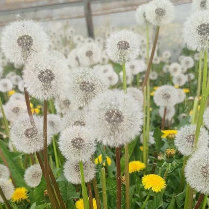 Kit DIY cu flori păstrate: păpădie în cutie cu capac de sticlă, materiale din flori naturale, rășină