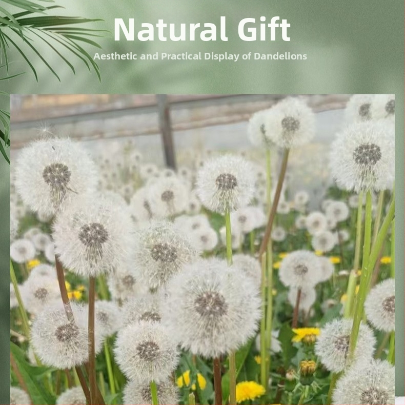 DIY rinkinys su išsaugotomis gėlėmis: kiaulpienė į dėžutę su stiklo dangteliu, natūralios gėlės, derva