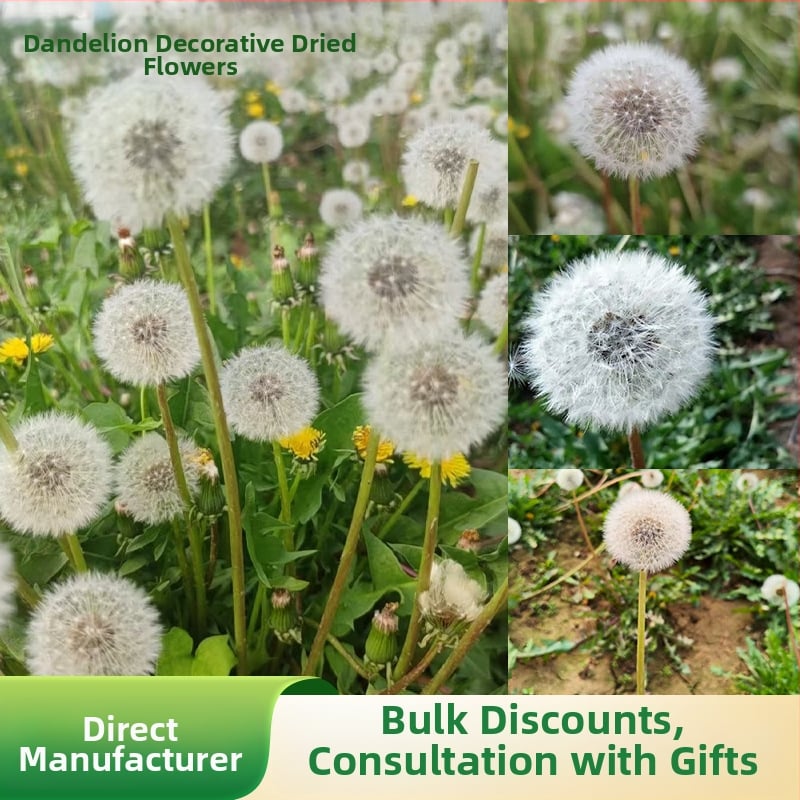 Kit DIY cu flori păstrate: păpădie în cutie cu capac de sticlă, materiale din flori naturale, rășină