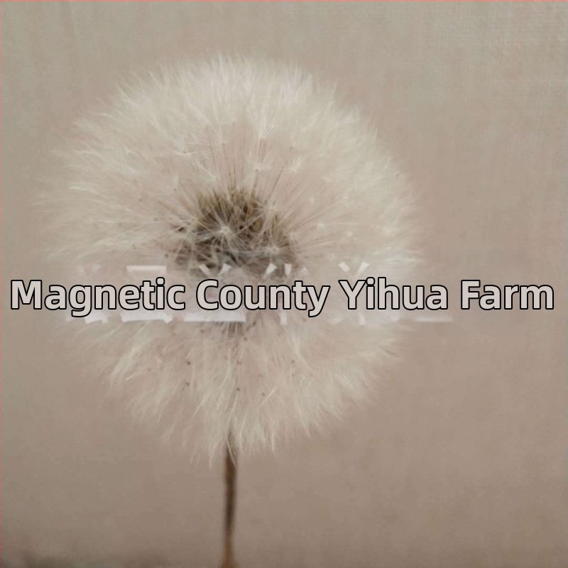 Kit DIY cu flori păstrate: păpădie în cutie cu capac de sticlă, materiale din flori naturale, rășină