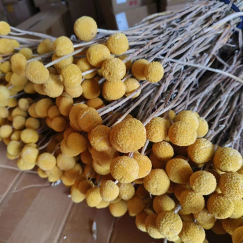 Szárított virágokból álló csokor, Gold ball fajta, száraz levél erek, Mandala márka, zacskóban csomagolva