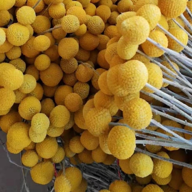 Szárított virágokból álló csokor, Gold ball fajta, száraz levél erek, Mandala márka, zacskóban csomagolva