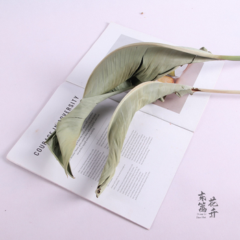 Букет сухи цветя Райска птица за показване и сватбена декорация — East Fence