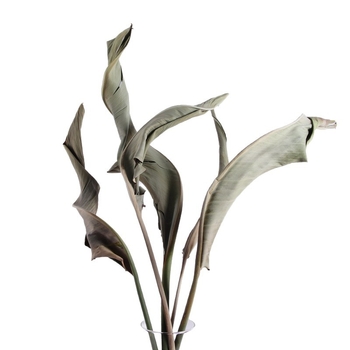 Букет сухи цветя Райска птица за показване и сватбена декорация — East Fence