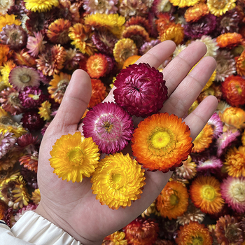 Virágok – színezést nem tartalmazó szárított krizantémafejek, koszorúhoz/csokorhoz, karton csomagolás