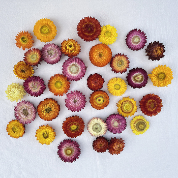 Virágok – színezést nem tartalmazó szárított krizantémafejek, koszorúhoz/csokorhoz, karton csomagolás