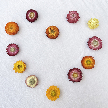 Virágok – színezést nem tartalmazó szárított krizantémafejek, koszorúhoz/csokorhoz, karton csomagolás