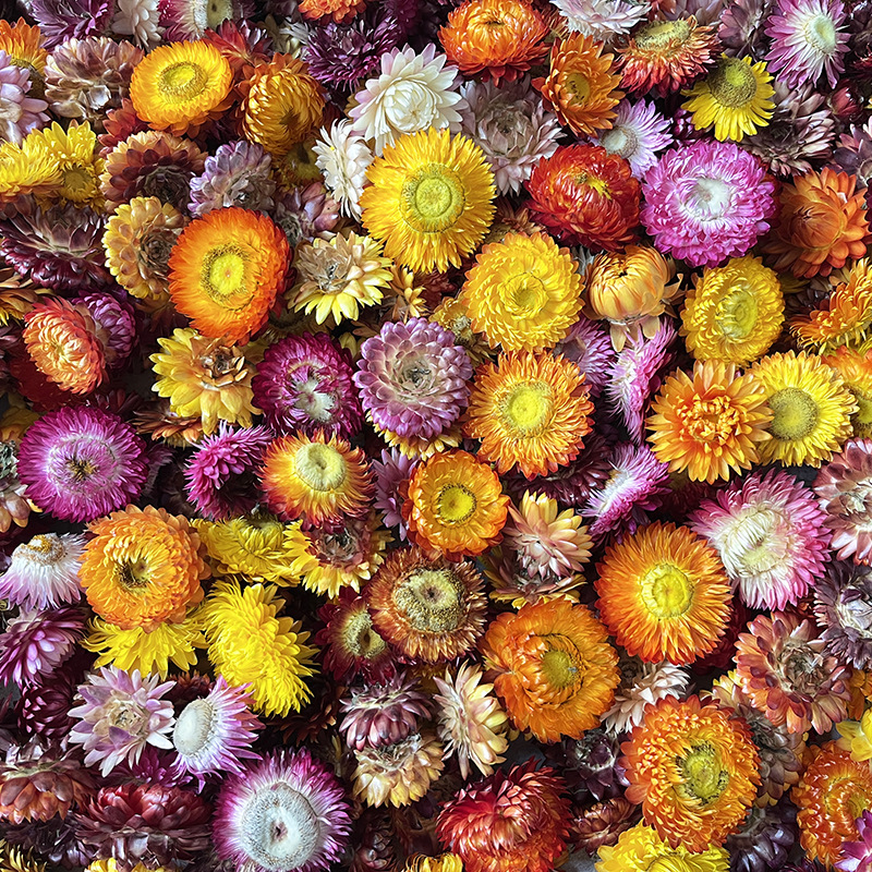 Virágok – színezést nem tartalmazó szárított krizantémafejek, koszorúhoz/csokorhoz, karton csomagolás