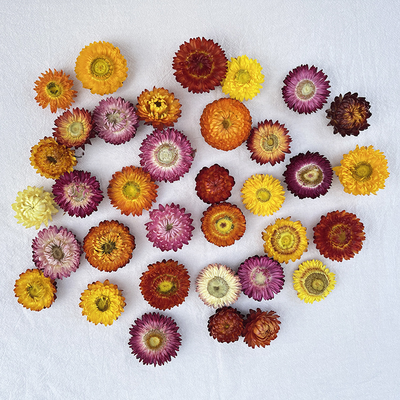 Virágok – színezést nem tartalmazó szárított krizantémafejek, koszorúhoz/csokorhoz, karton csomagolás