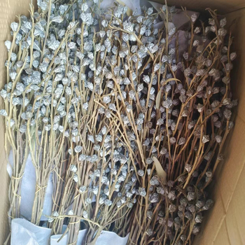 Szárított eukaliptusz virágok virágkosárhoz — típus: gyümölcs, fajta: eukaliptusz, színezés nélküli, csomagolás: karton