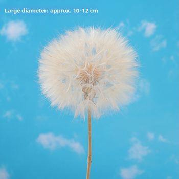 Păpădie gigantică uscată – flori nemurite, materiale DIY pentru decor, vază și recuzită pentru fotografii