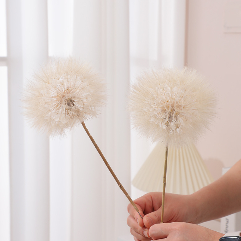 Păpădie gigantică uscată – flori nemurite, materiale DIY pentru decor, vază și recuzită pentru fotografii