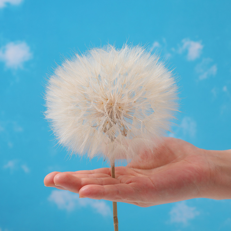 Păpădie gigantică uscată – flori nemurite, materiale DIY pentru decor, vază și recuzită pentru fotografii