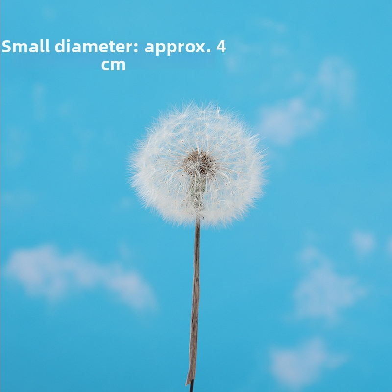 Milzīgi pienenes žāvēti ziedi – nemirstīgas DIY dekorācijas materiāli vāzei un fotorekvizītiem