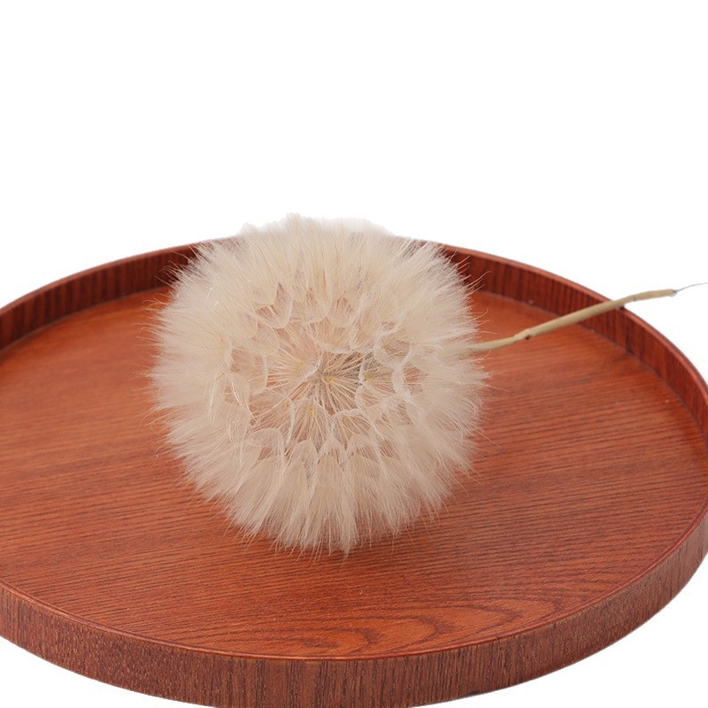 Păpădie gigantică uscată – flori nemurite, materiale DIY pentru decor, vază și recuzită pentru fotografii