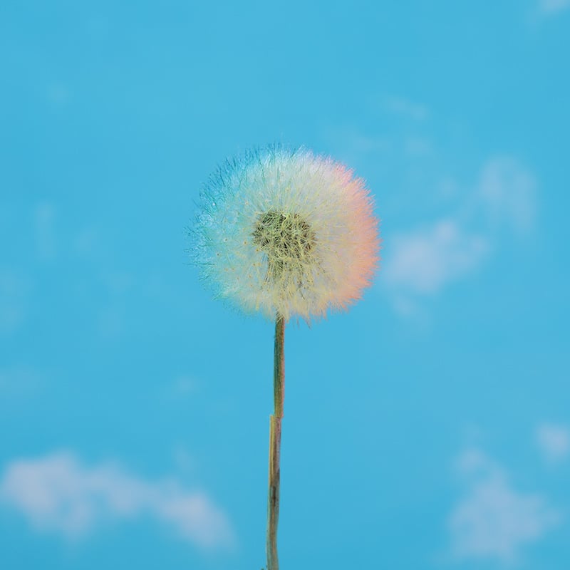 Păpădie gigantică uscată – flori nemurite, materiale DIY pentru decor, vază și recuzită pentru fotografii