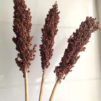 Szárított szorghum dekoratív virágszálak, levél erezet textúra, színezés nélkül, faldekorációhoz