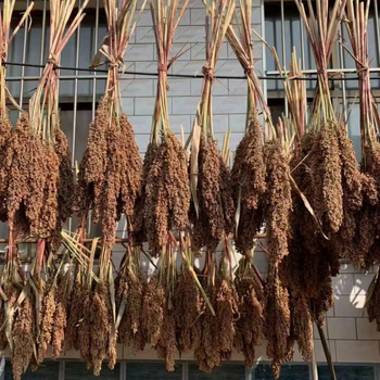 Szárított szorghum dekoratív virágszálak, levél erezet textúra, színezés nélkül, faldekorációhoz