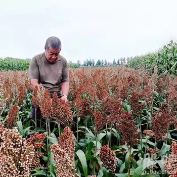 Szárított szorghum dekoratív virágszálak, levél erezet textúra, színezés nélkül, faldekorációhoz