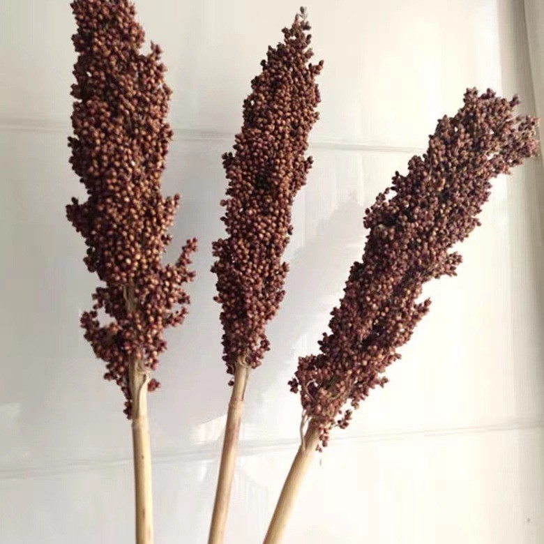 Szárított szorghum dekoratív virágszálak, levél erezet textúra, színezés nélkül, faldekorációhoz