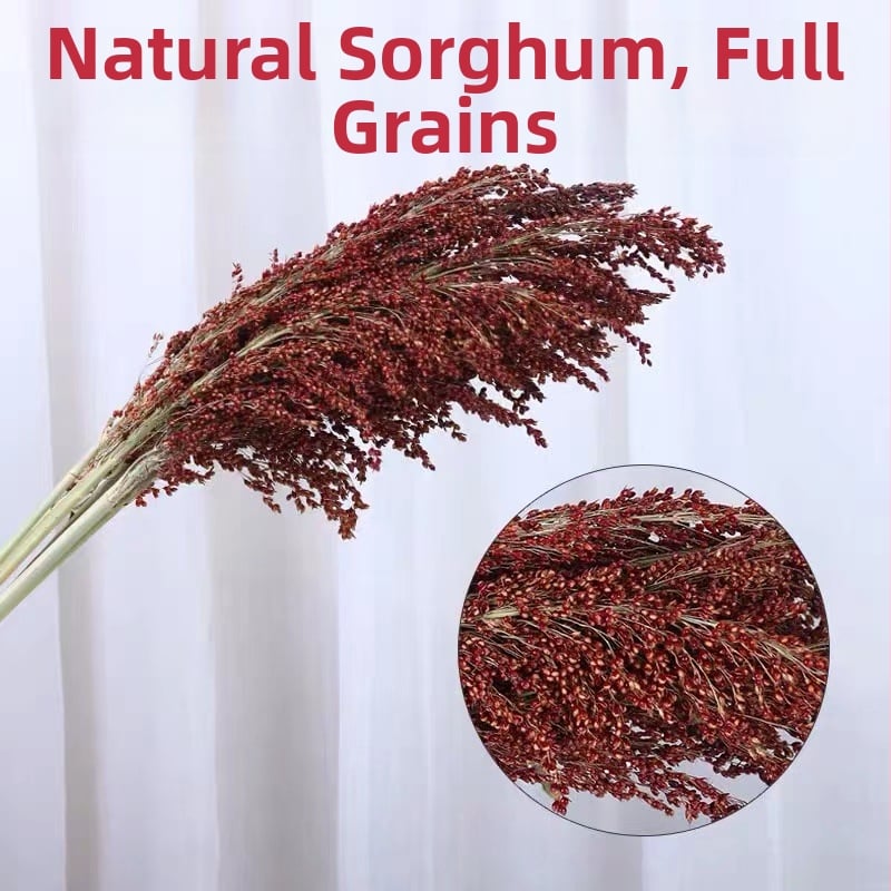 Szárított szorghum dekoratív virágszálak, levél erezet textúra, színezés nélkül, faldekorációhoz