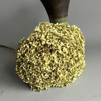 Floare uscată Hydrangea pentru decor acasă și aranjamente de nuntă | Categorie: Flori uscate; Tip: Hydrangea; Fără vopsire; Ambalare: Cutie de hârtie; Scop: Buchet