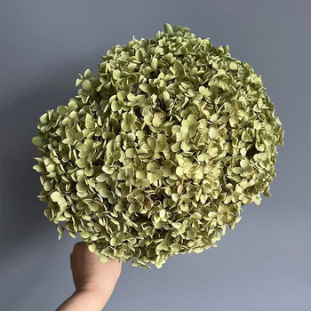 Floare uscată Hydrangea pentru decor acasă și aranjamente de nuntă | Categorie: Flori uscate; Tip: Hydrangea; Fără vopsire; Ambalare: Cutie de hârtie; Scop: Buchet