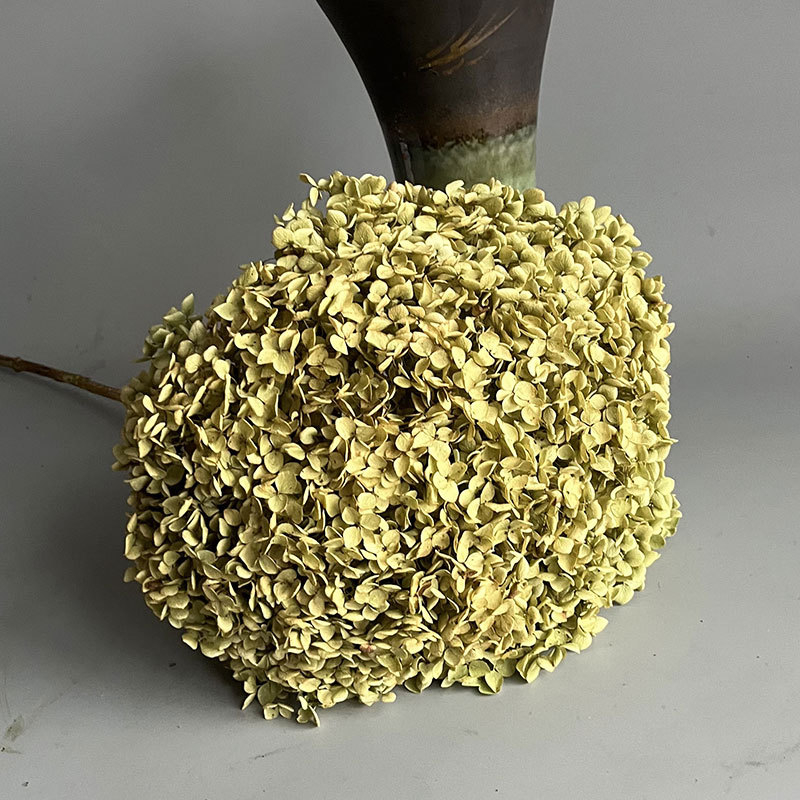 Floare uscată Hydrangea pentru decor acasă și aranjamente de nuntă | Categorie: Flori uscate; Tip: Hydrangea; Fără vopsire; Ambalare: Cutie de hârtie; Scop: Buchet