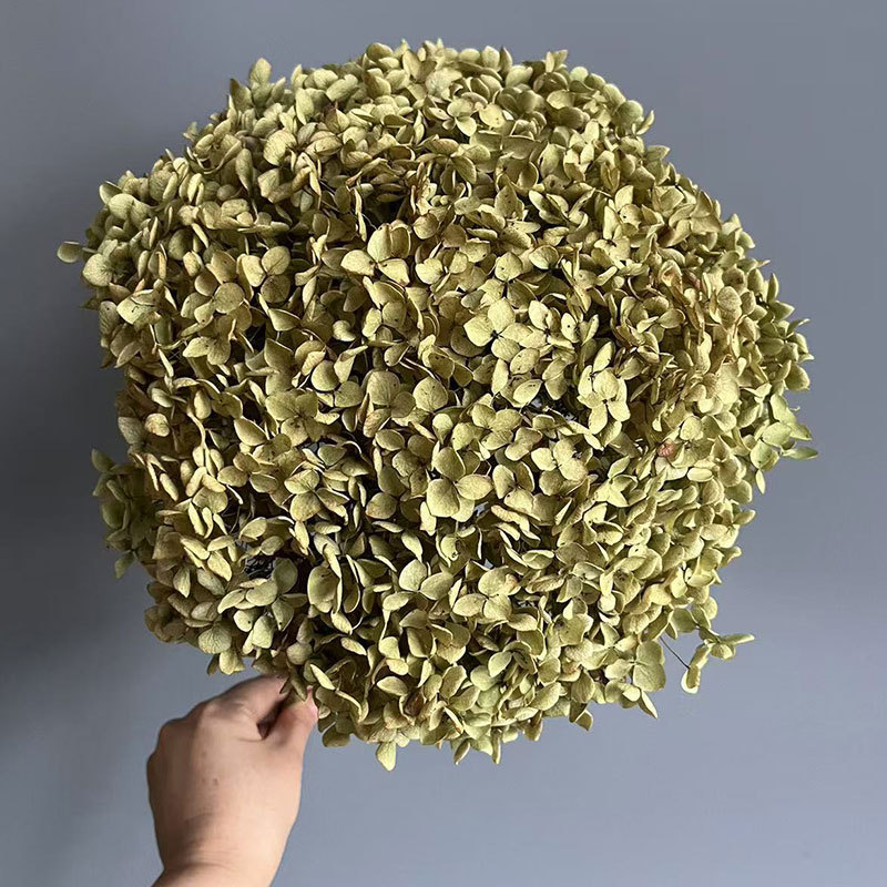 Floare uscată Hydrangea pentru decor acasă și aranjamente de nuntă | Categorie: Flori uscate; Tip: Hydrangea; Fără vopsire; Ambalare: Cutie de hârtie; Scop: Buchet